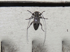 Hyperplatys maculatus