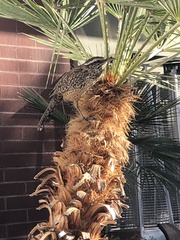 Campylorhynchus brunneicapillus