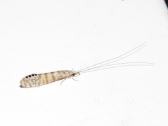 Nectopsyche exquisita