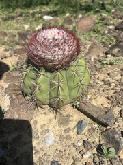 Melocactus stramineus