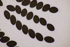 Sordaria macrospora