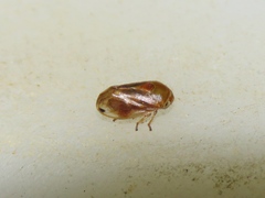 Clastoptera testacea