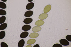 Sordaria macrospora