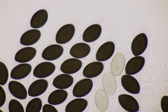 Sordaria macrospora