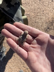 Phrynosoma platyrhinos