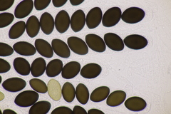 Sordaria macrospora