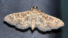 Nomophilini