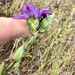 Symphyotrichum pratense