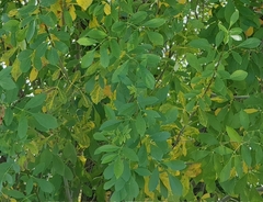 Fraxinus berlandieriana
