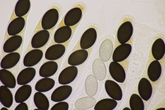 Sordaria macrospora