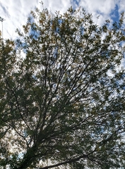 Fraxinus berlandieriana