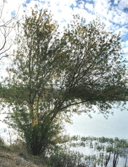 Fraxinus berlandieriana