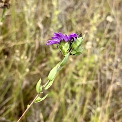 Symphyotrichum pratense