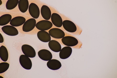 Sordaria macrospora