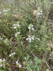 Bellardia trixago