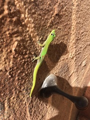 Phelsuma laticauda laticauda