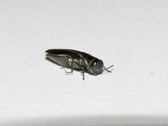 Agrilus bilineatus