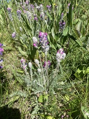 Oxytropis splendens