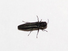 Agrilus bilineatus