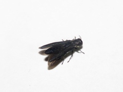 Agrilus bilineatus