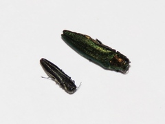 Agrilus bilineatus