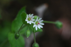 Stellaria neglecta