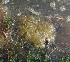 Hydrodictyon reticulatum