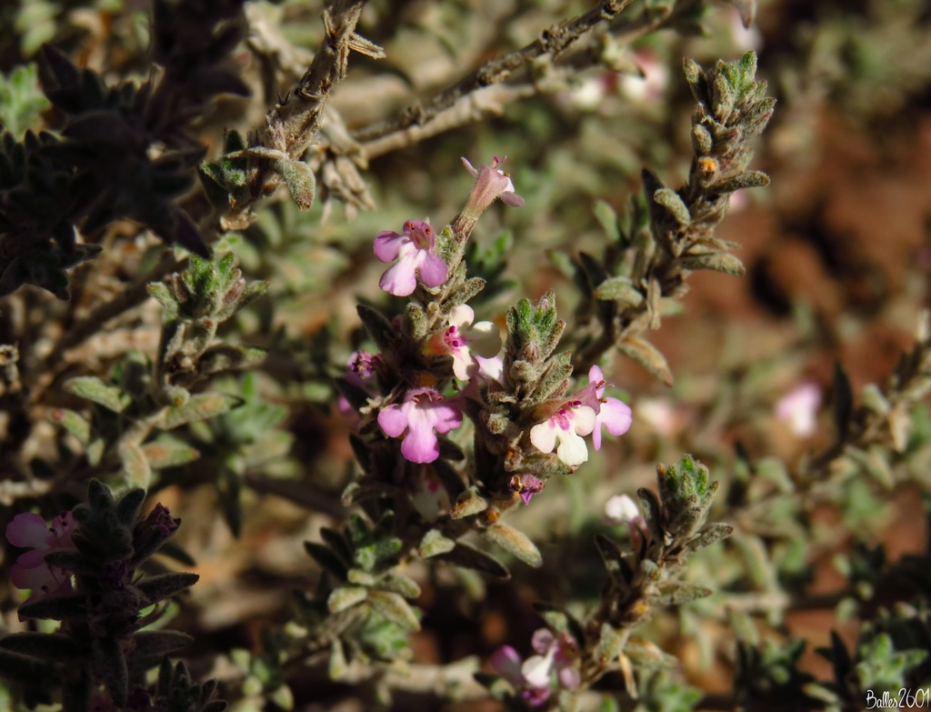 Micromeria canariensis