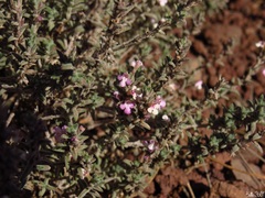 Micromeria canariensis image