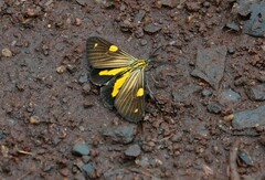 Phaeochlaena lampra