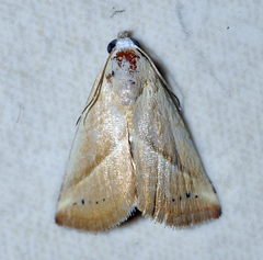 Eublemma
