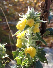 Verbascum lychnitis