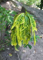 Codiaeum variegatum