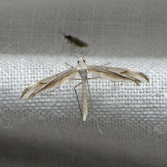 Platyptilia celidotus
