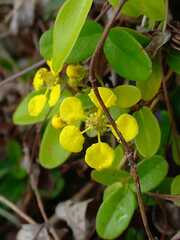 Callaeum macropterum