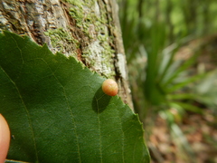 Phylloxera conica