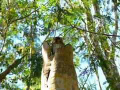 Margarobyas lawrencii