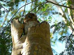 Margarobyas lawrencii