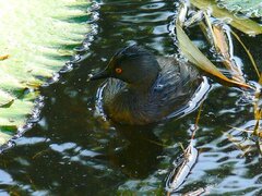 Tachybaptus dominicus