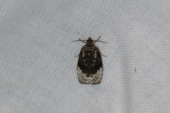 Apotomis betuletana