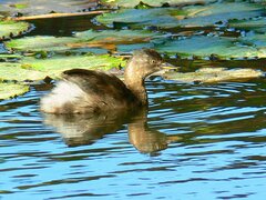 Tachybaptus dominicus