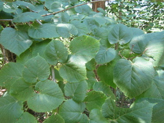 Tilia platyphyllos