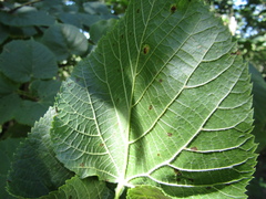 Tilia platyphyllos