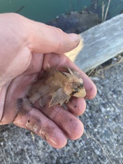 Nautichthys oculofasciatus