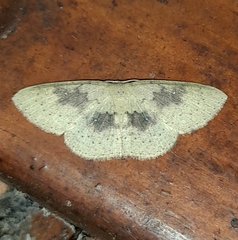 Cyclophora