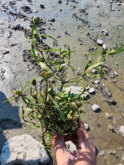 Bidens hyperborea