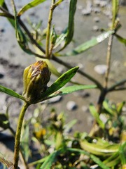 Bidens hyperborea