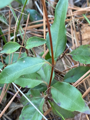 Gelsemium sempervirens