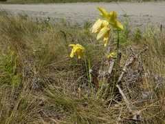 Sarracenia flava