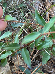 Gelsemium sempervirens